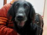 Gwen,flatcoated retr,spondylosis behandeld met acupunctuur.